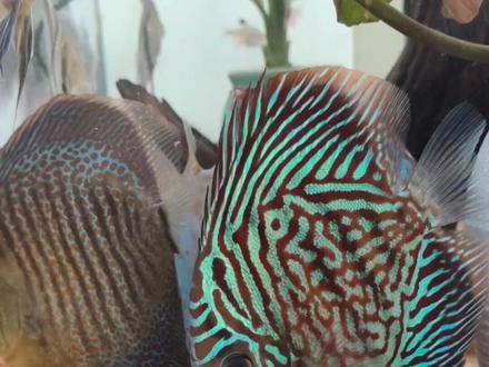七彩神仙鱼如何喂食饲料
#水族 #观赏鱼 #水族爱好者 #养鱼日记 #七彩神仙鱼 #鱼🐠