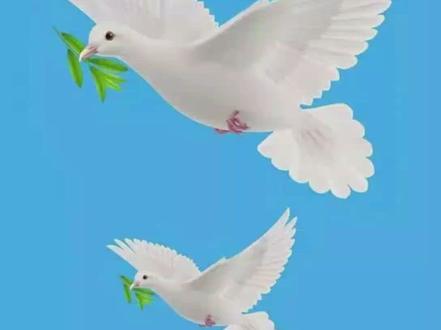 和平鸽衔来橄榄枝!平安皆健康!