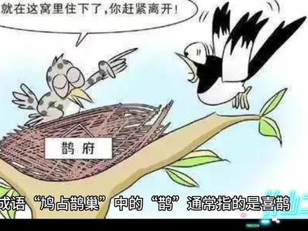 你知道“鸠占鹊巢”中的“鸠”是啥鸟吗?“鸠”为什么会占鹊巢? #动物科普