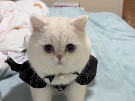 干饭员尼下士给我出列! #猪咪