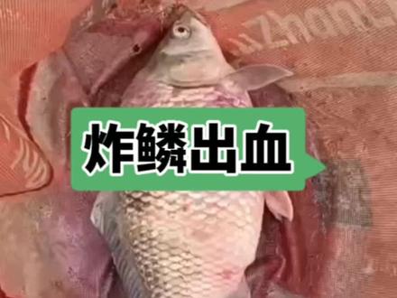 炸鳞出血要加强底部环境改善!#水产人 #鱼塘 #四大家鱼养殖 #三农 #鲫鱼