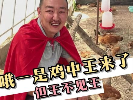 身为鸡王,但王不见王 #鸡 #万万没想到 #养鸡人 #搞笑 #技术 (cr:@向田(我不是鸡王))