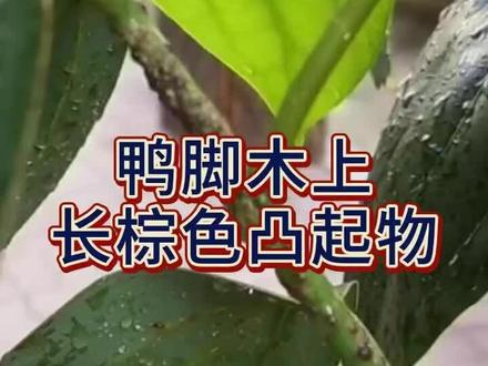 鸭脚木上面长了好多棕色的凸起物,这种是蚧壳虫的危害#轻植农资柠檬树蚧壳虫杀虫剂