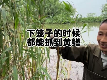 今天的视频有点长,解析高手是怎么抓黄鳝的#抓黄鳝