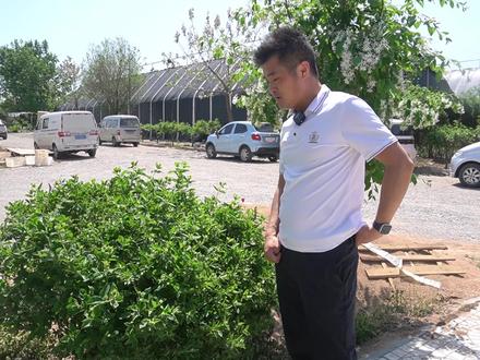 地表最强害虫之一,蚜虫该如何防治? #绿植 #花卉 #家居 #园艺 #老花医