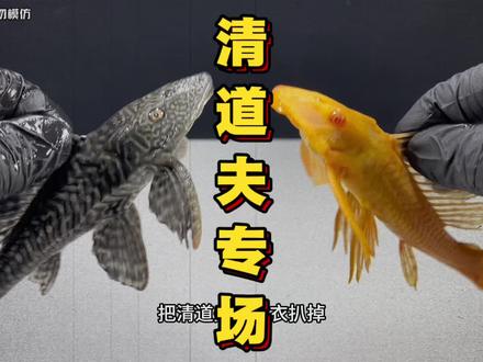 清道夫100种酷刑,看往期!#清道夫 #清道夫奇葩试验 #清道夫消灭计划 #趣味实验 #外来入侵物种