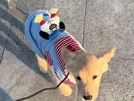 你每次都这样 毫不讲理 算了好可爱 我爱你#金毛 #狗是人类最忠诚的朋友 #金毛大暖男