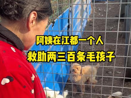 好好社区是宠物友好社区,那当然要帮毛孩子们找到属于自己的家啦~#好好艺术社区 #江都城市慢闪公园 #宠物领养 #流浪狗救助 #江都