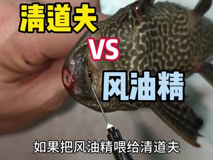 如果把风油精喂给清道夫,能把清道夫消灭掉吗?#入侵物种 #清道夫 #趣味实验