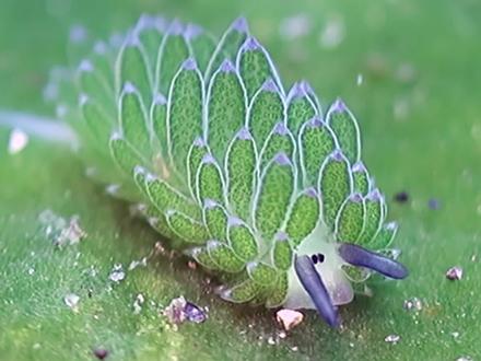 动物也可以进行光合作用?叶羊海蛞蝓的变态能力。 #地球 #动物 #知识 #海蛞蝓 #叶羊 #科学脑洞上分赛