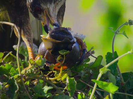 福寿螺克星,食螺鸢,#动物世界#动物科普