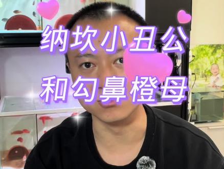 去年9月份,纳坎公,和勾鼻橙母,生的一窝苗子,你知道长大什么样吗?揭晓谜底。 #三湖慈鲷 #我的日常vlog #观赏鱼 #养鱼日记