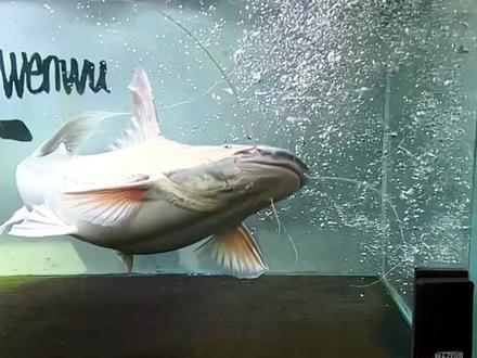 鲶鱼之王-撒旦鸭嘴爆口吃鹌鹑!#观赏鱼 #水族 #养鱼日记