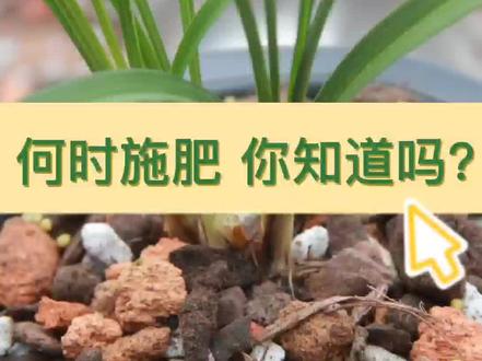 兰花施肥时间#抖音助农 #兰花种植 #农业种植 #兰花 #养花小知识 #爱兰花爱生活 #兰花日常管理 @DOU+小助手 @抖音小助手