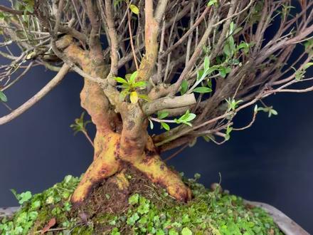 一颗当母本的皋月杜鹃素材 把整体的桩型给他剪出来之后继续放养 #皋月杜鹃#杜鹃#修剪#皋月#盆栽