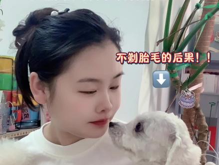 🔍 比熊剃胎毛的注意事项(科学版)
✅ 可以剃胎毛的情况
1. 局部修剪(非全剃):
眼周、嘴周、脚底、肛门周围等卫生部位可适当修剪,避免毛发过长影响清洁。
工具建议:用小剪刀或宠物剃刀(留 1-2cm长度,避免贴皮剃)。
2. 6个月以上:
- 比熊的胎毛在 4-6个月 会自然脱落,如果毛发过于杂乱、打结严重,可适当修到两厘米,但 不建议剃光。
3. 夏季或气候适宜时:
- 如果必须修剪,选择 温暖、无极端温差*的季节,避免狗狗着凉或晒伤。
❌ 不建议剃胎毛的情况
1. 3个月以下的幼犬:
- 皮肤太娇嫩,剃毛易损伤毛囊,可能导致 毛发生长不均或 皮肤敏感。
2. 冬季或温差大的环境:
- 比熊毛发有保温作用,剃光后容易感冒或引发皮肤病。
3. 皮肤敏感/有皮肤病:
- 剃毛可能加重皮肤问题,应先治疗再考虑修剪。
4. 主人手法不熟练:
- 自己在家剃毛容易误伤皮肤,建议找专业美容师或犬舍指导。
📌 正确操作指南
1. 工具选择:
- 宠物专用电推剪(调至 3mm以上长度档位)。
- 圆头剪刀(修剪细节部位,如眼周)。
2. 剃毛技巧:
顺毛剃,避免逆毛拉扯导致毛囊损伤。
修剪后 立即保暖,避免狗狗受凉。
3. 剃后护理:
- 使用 低敏沐浴露清洁,避免刺激皮肤。
- 补充 卵磷脂/鱼油
- 每天 梳毛(针梳+排梳),促进新毛健康生长。 🐾#比熊 #比熊胎毛修剪