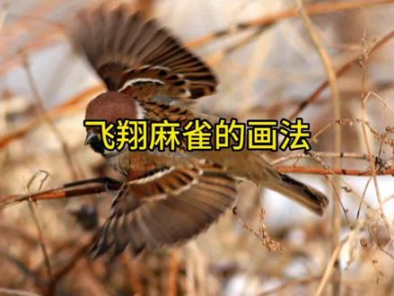 一分钟让大自然的小精灵扑腾起来!#国画 #写意花鸟 #麻雀 #一起学画画