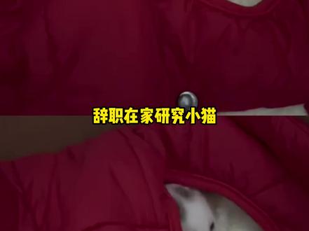 小乖 害怕且手抖的打饭小咪一只 #小猫 #猫星人 #万万没想到 #猫咪的迷惑行为
(cr:@亮亮也是酿酿 )