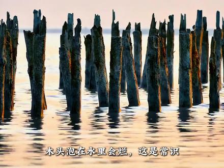 威尼斯海底 1000 万根木头,泡海千年不烂撑起整座城 木头泡水必烂是常识,可威尼斯海底 1000 万根木桩泡海千年不腐!难民在沼泽绝境建水城,靠水下森林、雨水收集、潮汐排污,缔造中世纪欧洲最繁华的水上奇迹 #科普 #冷知识 #世界历史故事