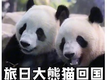 海外出生的熊猫幼崽为什么必须在4岁前回国?今天我们聊聊海龟大熊猫#大熊猫科普#海归大熊猫