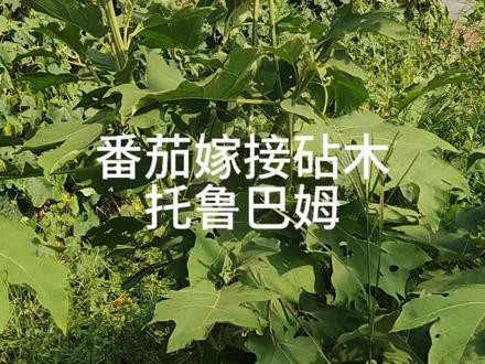 番茄嫁接砧木
托鲁巴姆#种苗培育 #育苗