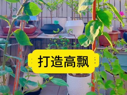 打造三角梅高飘的注意事项#家庭种植 #园艺技巧 #三角梅养护