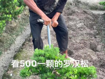 500一颗得罗汉松#金牌苗木人 #别墅庭院植物 #罗汉松