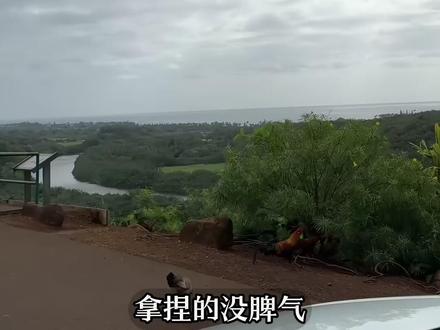 这里的野鸡到处都是,可就是没人抓 #野鸡 #野鸡泛滥 #夏威夷 #涨知识