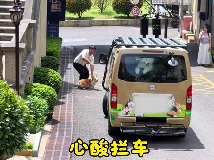 火锅来迟了,偷塞上车没得逞?🤔#狗狗幼儿园 #万物可爱计划 #爪住夏天每一帧 #宠物出行新方式 #狗狗巴士