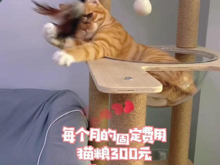 橘猫不愧是干饭王😂你家猫咪一个月花多少银子🧐#大橘为重 #关爱流浪猫
