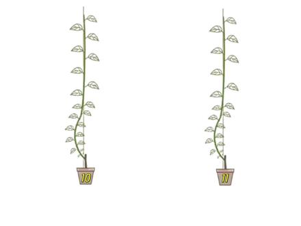 打造高飘三角梅造型保姆级教程#三角梅造型