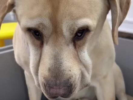 鬼迷日眼的,出去几个月带着孩子小老婆回来了 #萌宠出道计划 #金毛搞笑表情包 #可怜狗狗表情包