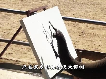 画画小象|四岁小象执笔含泪,一画一念皆是故土母爱#象#小象#大象#动物世界