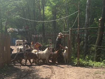 雨过天晴,给它们憋完了!#大山里的生活 #我的乡野山居生活 #狗狗