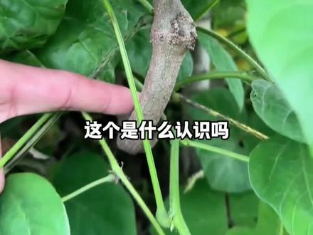 这葛根能好吃吗? #测评#葛根#戒槟榔