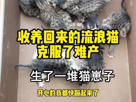 随着这奇迹般的征兆小七出生了,这小崽子真不平凡呀。#猫咪生产