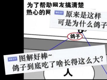 “鸽子为什么这么大”是什么梗? #梗 #韩国 #鸽子