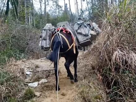 科普一下 别每次遇到我就问你骡子下崽不