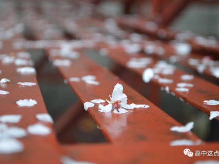 莱芜四中2020届毕业照