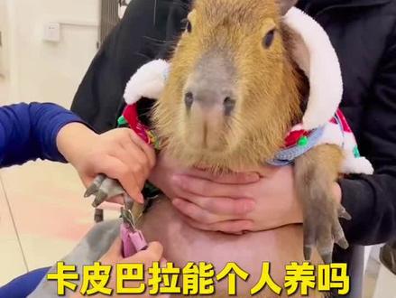 卡皮巴拉个人能养吗?需要哪些饲养条件?#卡皮巴拉 #宠物 #异宠 #神奇的动物在抖音