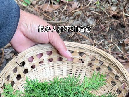 你认识侧柏叶吗?它的叶子扁平,看看农村人的处理方法