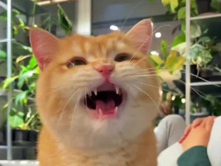 猫咪为什么能听懂人说话?#猫咪 #新手养宠