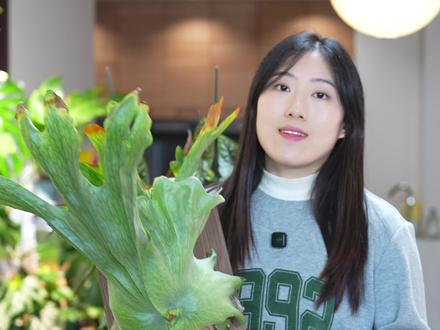 女王鹿角蕨扩板详细教程来了!换板阔板不用愁;
#女王鹿角蕨 #女王鹿角蕨上板 #鹿角蕨 #鹿角蕨女王 #板植鹿角蕨