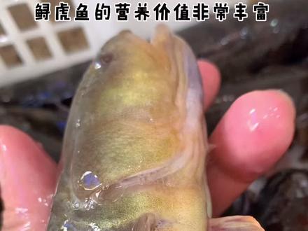 野生鲟虎鱼对于孕妇还有很好的滋补作用,极其稀少,家有小娃滋补好食材推荐