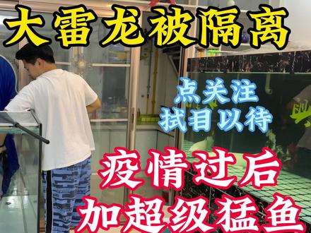 国产蟒纹雷龙经常跳缸被隔离,猛鱼缸即将升级,发生大改变! #猛鱼 #喂鱼 #白化幽灵火箭