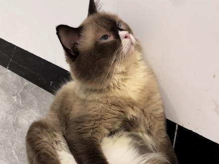 猫咪认主的5种行为!你家猫中了几个?#萌宠出道计划