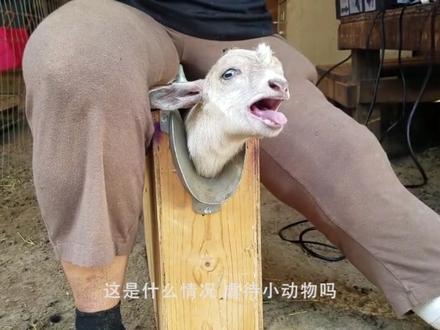传统去羊角手术,烧红的烙铁烫羊头,青烟直冒