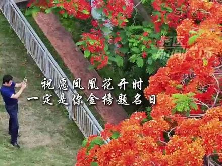 又一年凤凰花开!祝愿凤凰花开时,一定是你金榜题名日!#凤凰花 #毕业季 高考 #中考 (记者/邹凯 王骁亮,编辑/陈达祥)