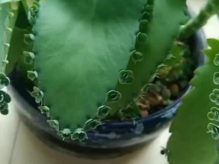 这花叫不死鸟,又叫落地生根,蕾丝公主,如果养不活也是醉了#不死鸟 #上热门 #抖音小助手