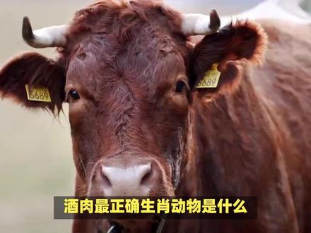 酒肉最正确生肖动物! #内容启发搜索